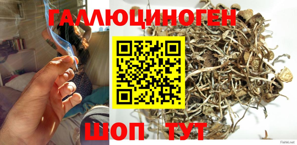 Псилоцибиновые грибы Psilocybine cubensis Новозыбков
